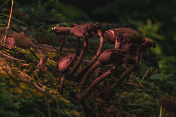 Detailed Views of Mushroom Gills in a Fantasy Scene