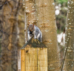Grey squirrel, Sciurus carolinensis, perched on a post with food, UK with copy space.