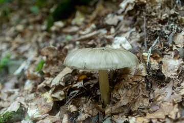 Forest mushrooms