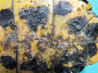 Superficial shell abscesses and erosions, or shell rot