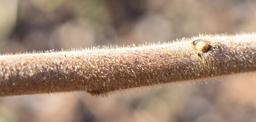the trunk of the vinegar tree..
