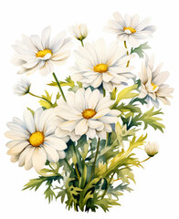 Delicate garden daisies on white background. Watercolor drawing, colorful illustration. For Mother's Day, March 8 international Women's Day, birthday, Spring Easter Holiday Concept. Close-up.