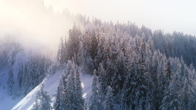 Winter Alpine nature landscape on morning sunrise Frosty tree tops covered by misty sunny clouds. Winter forest nature aerial 4K. Snow covered tall pine trees. Holiday travel and tourism background