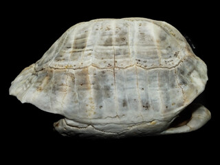 Superficial shell abscesses and erosions, or shell rot