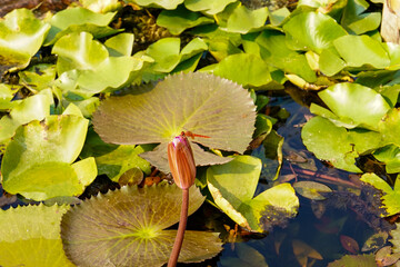 Ogrody Saranath - Indie Dragonfly © Daniel