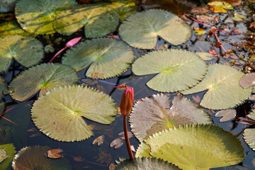 Ogrody Saranath - Indie Dragonfly © Daniel