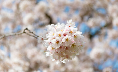pink sakura flower on branch of tree, selective focus. macro nature