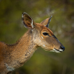 Female kudu portrait