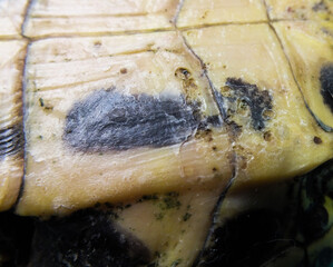 Superficial shell abscesses and erosions, or shell rot