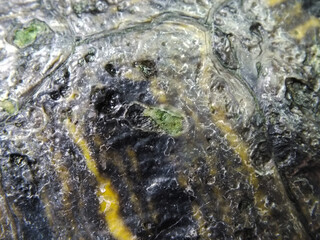 Superficial shell abscesses and erosions, or shell rot