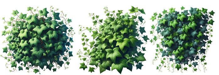 Ivy plant vector frame, hanging leaf, liana twig, climbing vine garden illustration on white.  - obrazy, fototapety, plakaty