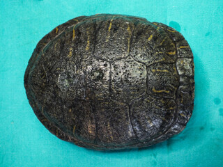 Superficial shell abscesses and erosions, or shell rot