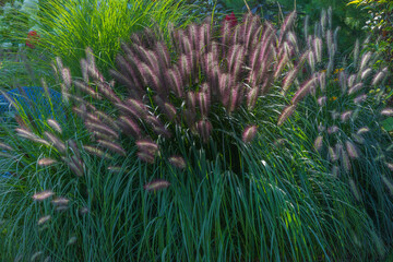 Arching fountain grass, Pennisetum alopecuroides, illuminated during the golden hour in a...