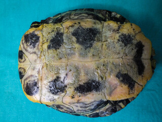 Superficial shell abscesses and erosions, or shell rot