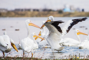 Pelícanos en el Bordo de San Pablo Autópan, Toluca, México