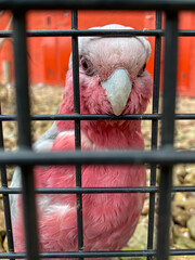 Galah cockatoo