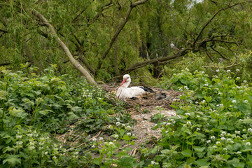 White stork