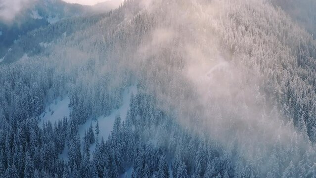 Snow covered blue pine trees covered by magical mist in beautiful golden sun light. Aerial birds eye view winter wonderland landscape drone footage 4K. Cinematic winter mountain nature sunny morning
