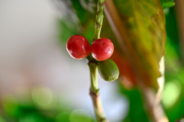 Coffea arabica plant producing coffee beans