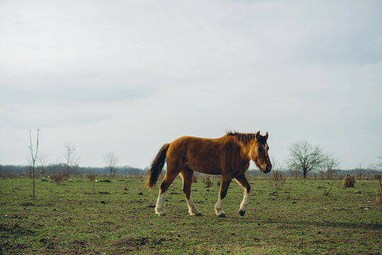 Wild horse in the flat countryside of the Argentinean countryside, , copy space