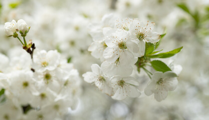 Obraz na płótnie Canvas seasonal spring flower blossom. spring blossom flower on branch. photo of spring blossom flower