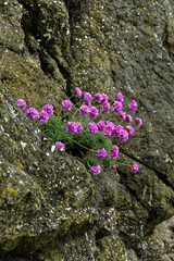 Grasnelken an einer Felswand beim Klippenpfad Gobbins Cliff in Nordirland