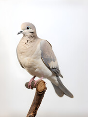 White dove bird sitting on a branch, white background 
