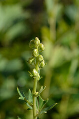Variegated monkshood flower buds