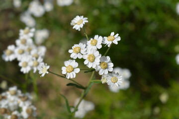Sneezewort yarrow flowers