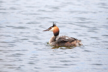 Great crested grebe bird with chicks ( Podiceps cristatus ).