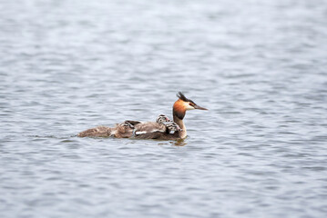 Great crested grebe bird with chicks ( Podiceps cristatus ).