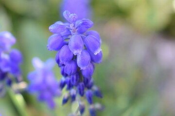 Fleur Violette 