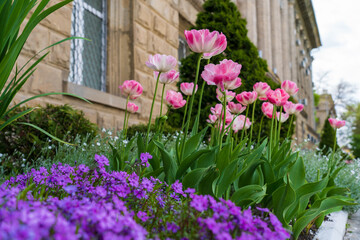 Flowers in a flower bed tulips. Greening the urban environment. Background with selective focus