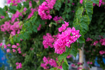 Beautiful blooming exotic trees. Background with selective focus and copy space