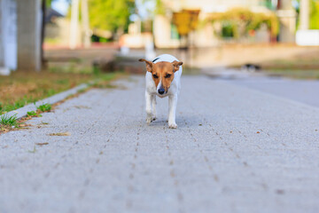 A cute Jack Russell Terrier dog walks along the sidewalk. Pet portrait with selective focus and copy space