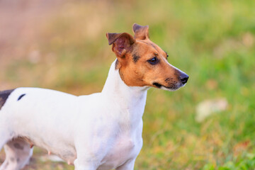 A cute Jack Russell Terrier dog walks in nature. Pet portrait with selective focus and copy space