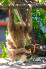 three-toed sloth hanging from a tree eating carrots at Diamate, Costa Rica