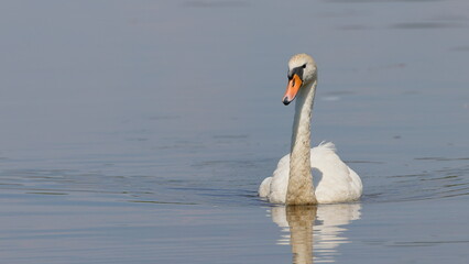 łabędź niemy © Marek Polak