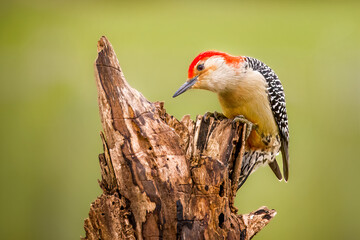 Red Bellied Woodpecker