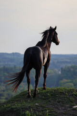 Mighty horse longing to be free