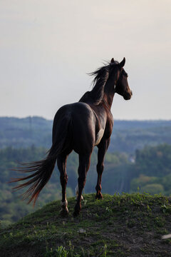 Mighty horse longing to be free
