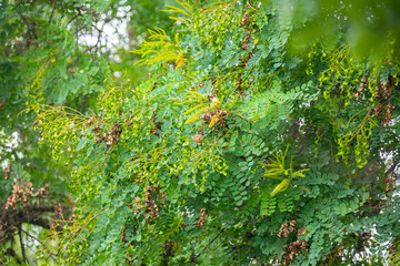 Brazil wood ( Pau-Brazil ) red seeds - Caesalpinia echinata 