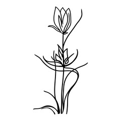 Line drawing of a flowers. Upright, slender, exquisite rare flower. Beautiful flowers isolated on a white background. Vector illustration