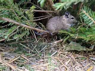 Degu in einem Terrarium