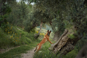 Alert dog on a serene trail. Amidst the lush grove, this attentive Belgian Malinois stands on an...