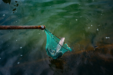 Sturgeon fish in the net in sturgeon farm