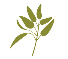 Culinary sage hand draw set isolated on white background. Sage plant with leaves. Herbal engraved print. Vector illustration. Salvia sketch vector illustration. 