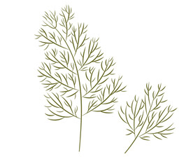 Dill sprig isolated on white background. Dill for menu, packaging, cookbook, web, label design. Spicy fragrant annual herbs are grown in the garden. Vector illustration
