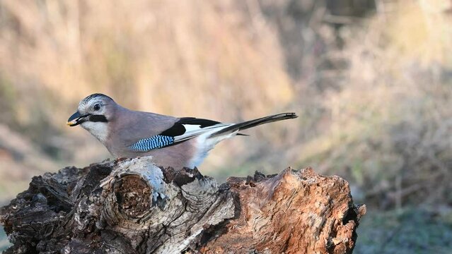 Eurasian jay Garrulus glandarius in the wild. The bird is eating. Close up.