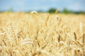 spikelets of golden wheat in the field. Ripe big golden ears of wheat on a yellow background of the...